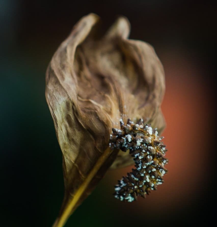 Угнетение – или тихая смерть.